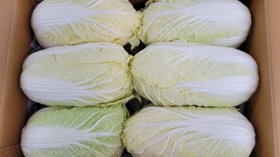 쿠팡 알배기배추 득템 후기! 🥬 가격, 싱싱함, 요리팁까지 다 알려드릴게요